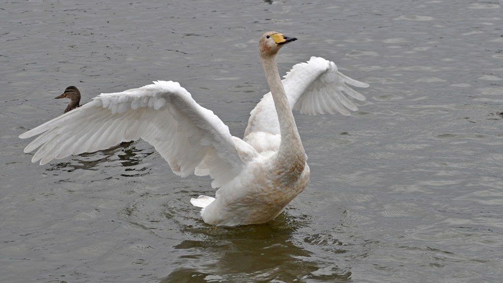 Reykjavik, Iceland (1)